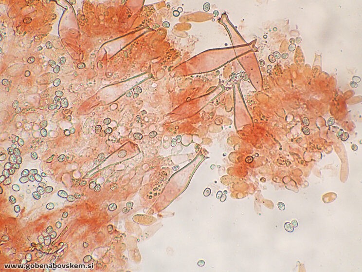 PLUTEUS PETASATUS CHEILO14