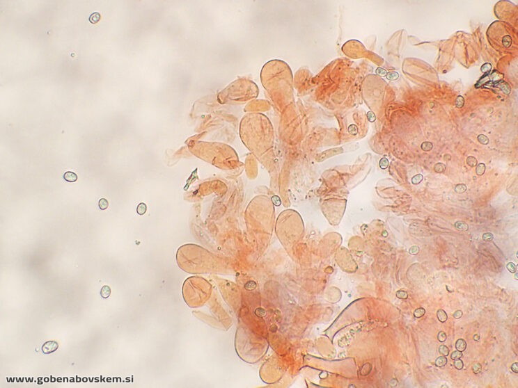 PLUTEUS PETASATUS CHEILO2