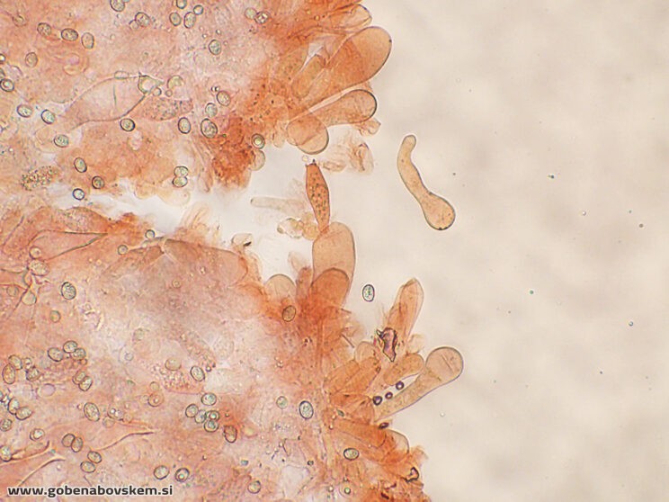 PLUTEUS PETASATUS CHEILO5