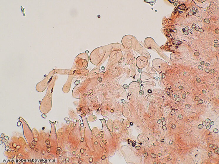 PLUTEUS PETASATUS CHEILO8
