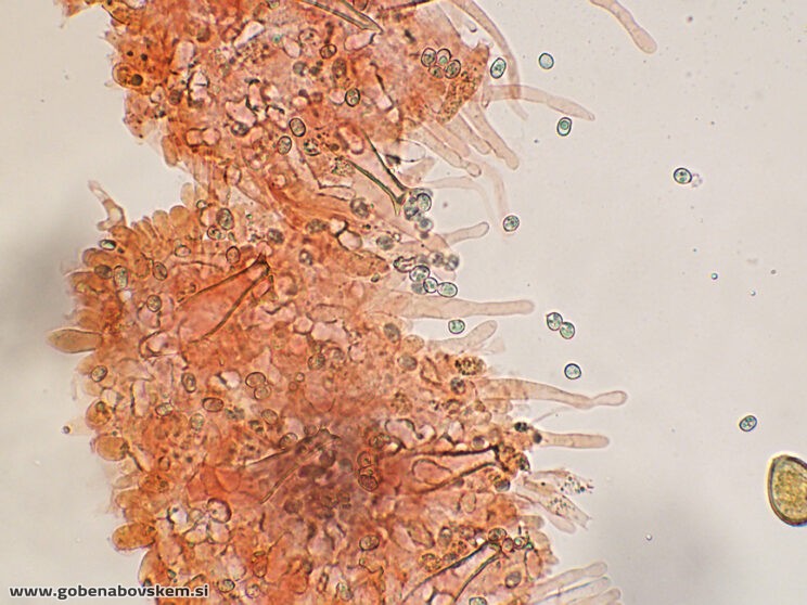 PLUTEUS PETASATUS CHEILO9