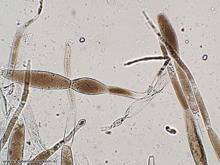 PLUTEUS PETASATUS DLAKE3