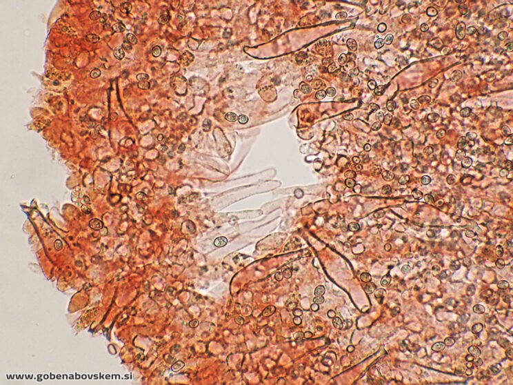 PLUTEUS PETASATUS PLEURO2