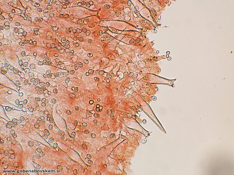 PLUTEUS PETASATUS PLEURO3