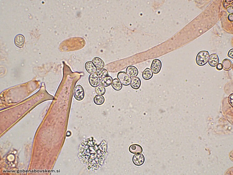 PLUTEUS PETASATUS PLEURO4