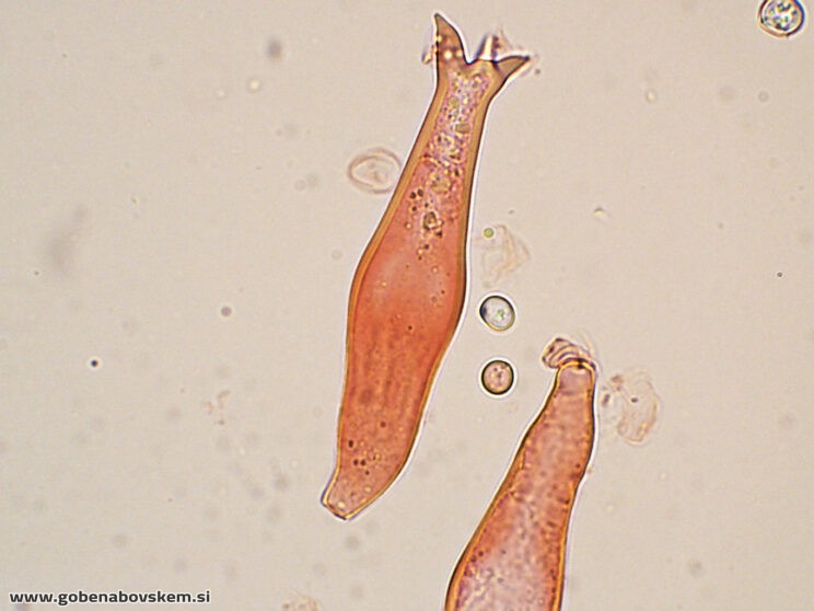 PLUTEUS PETASATUS PLEURO5