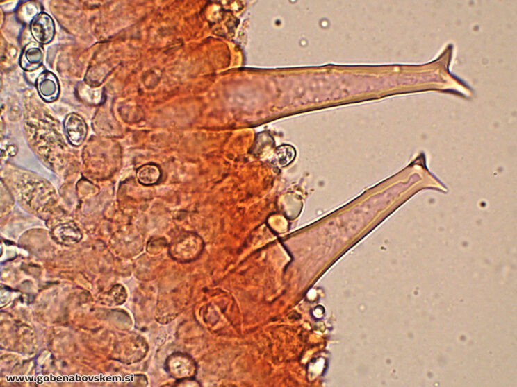 PLUTEUS PETASATUS PLEURO7