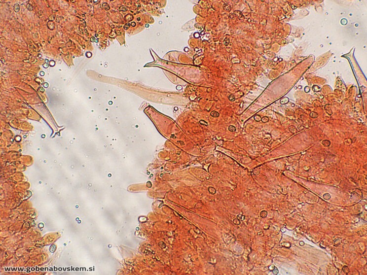 PLUTEUS PETASATUS PLEURO8