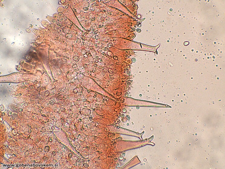 PLUTEUS PETASATUS PLEURO9