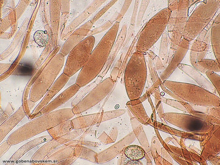 PLUTEUS PETASATUS PP2