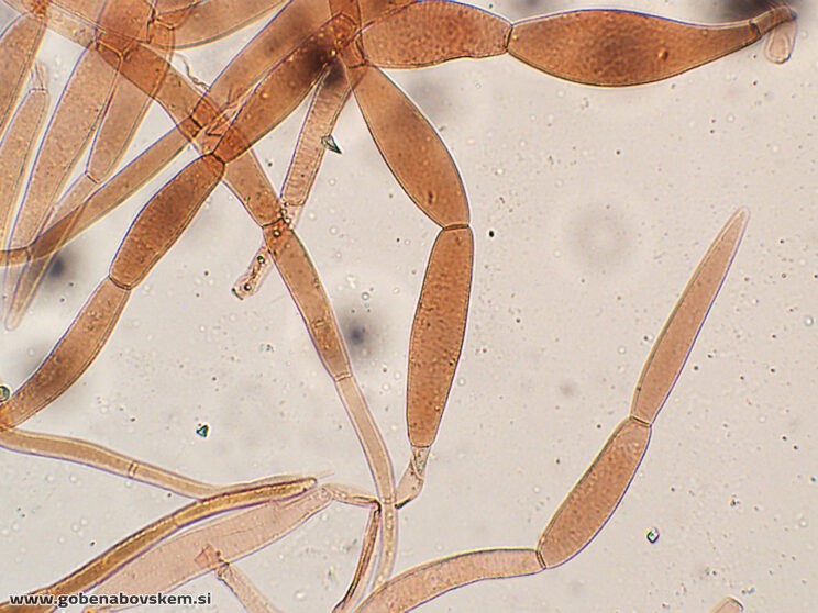 PLUTEUS PETASATUS PP5