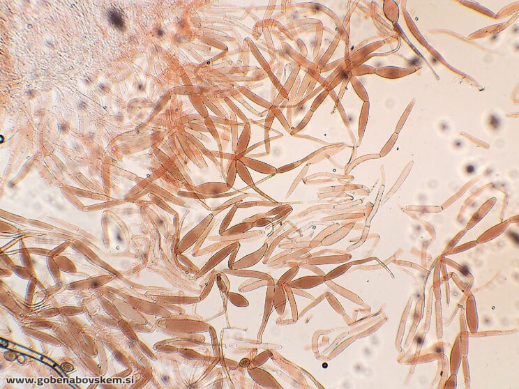 PLUTEUS PETASATUS PP7