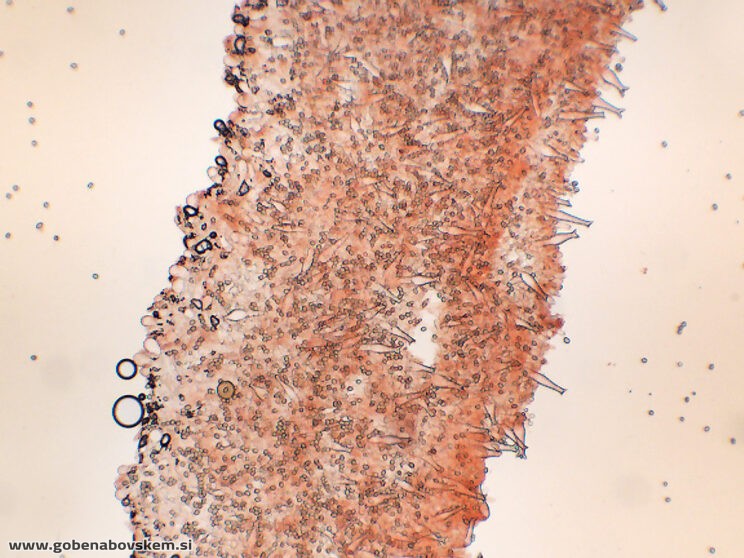 PLUTEUS PETASATUS10