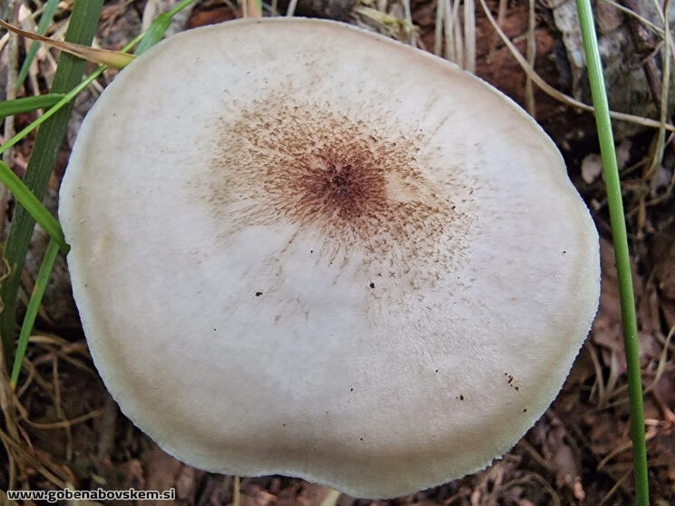 PLUTEUS PeTASATUS (2)