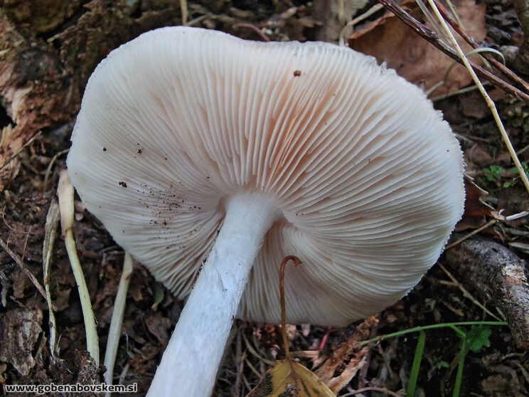 PLUTEUS PeTASATUS (3)