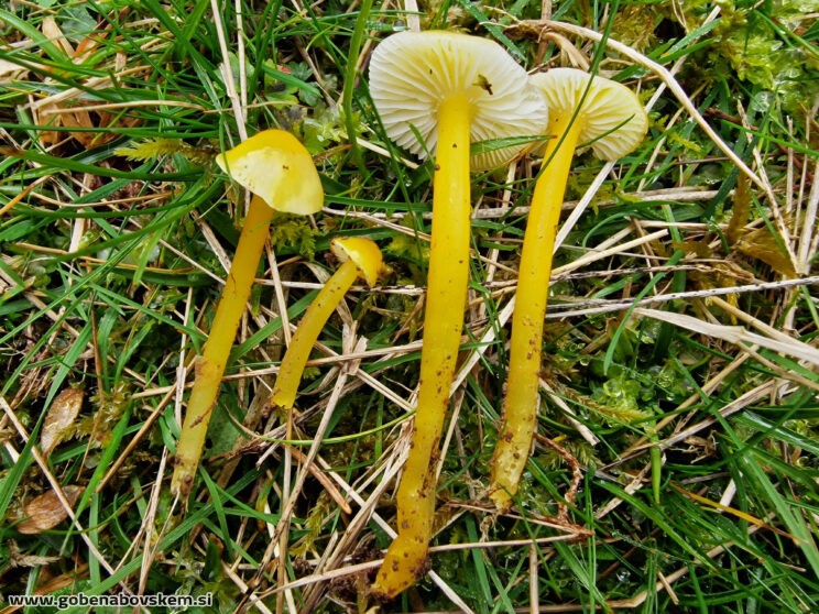 HYGROCYBE GLUTINIPES