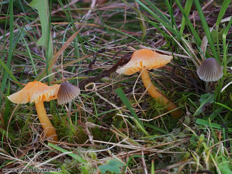 Stacked from 54 images. Method=B (R=5,S=4)