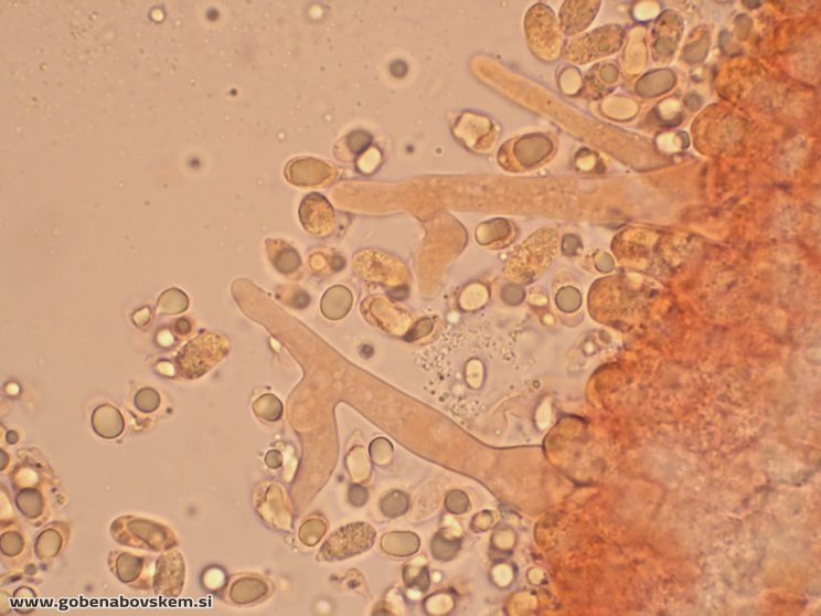 MYCENA AETITES CHEILO VRSNIK2