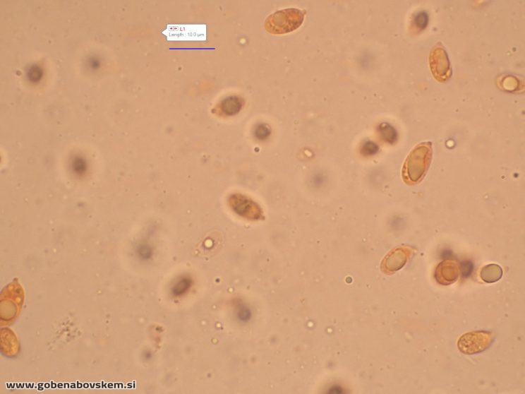 MYCENA AETITES VRSNIK