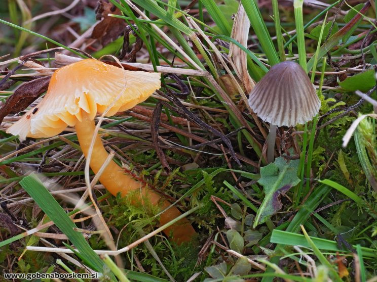 Stacked from 35 images. Method=B (R=5,S=4)