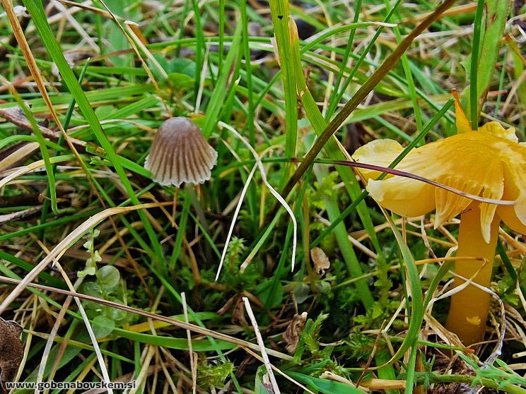 MYCENA AETITES4
