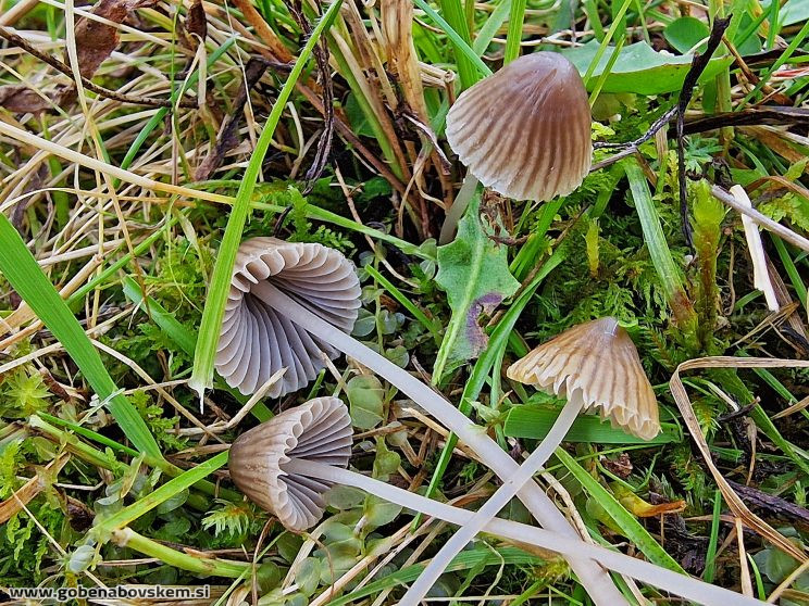 MYCENA AETITES5