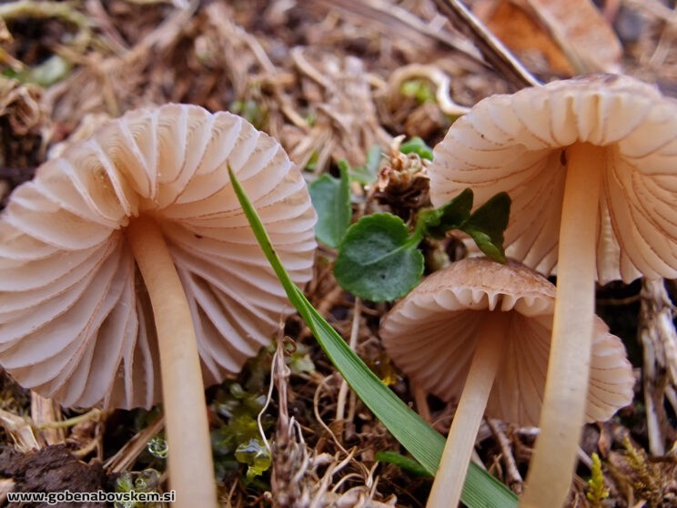 MYCENA OLIVACEO MARGINATA