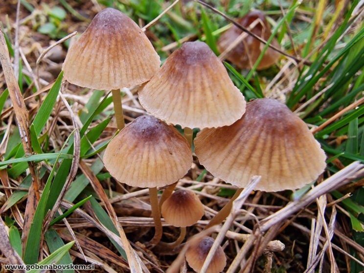MYCENA OLIVACEO MARGINATA2