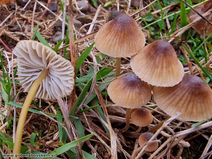 MYCENA OLIVACEO MARGINATA3