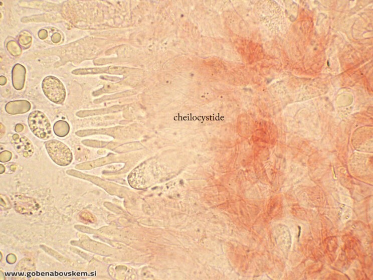 MYCENA OLIVACEOMARGINATA CHEILO2