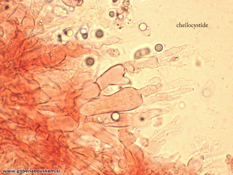 MYCENA OLIVACEOMARGINATA CHEILO4