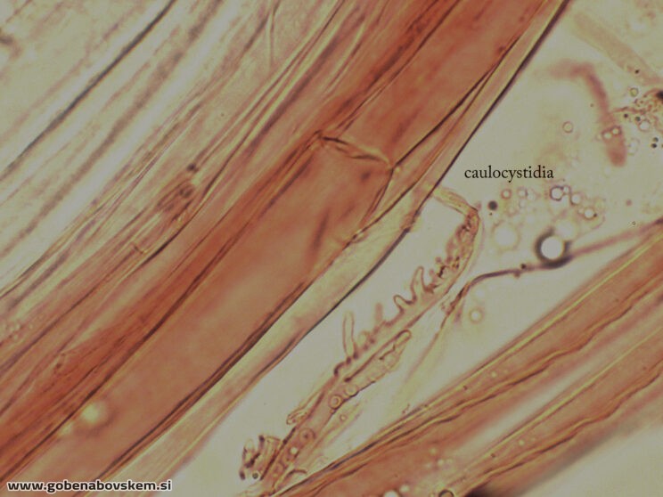 MYCENA OLIVACEOMARGINATA KAULO2