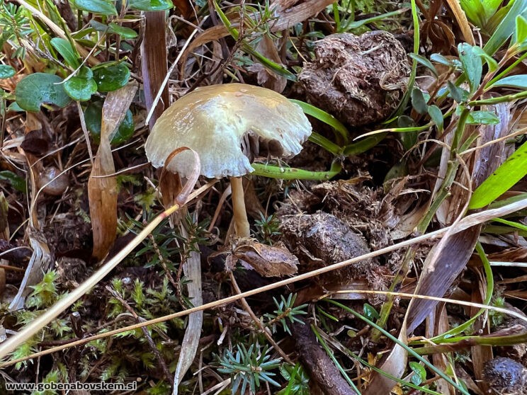 PROTOSTROPHARIA SEMIGLOBATA