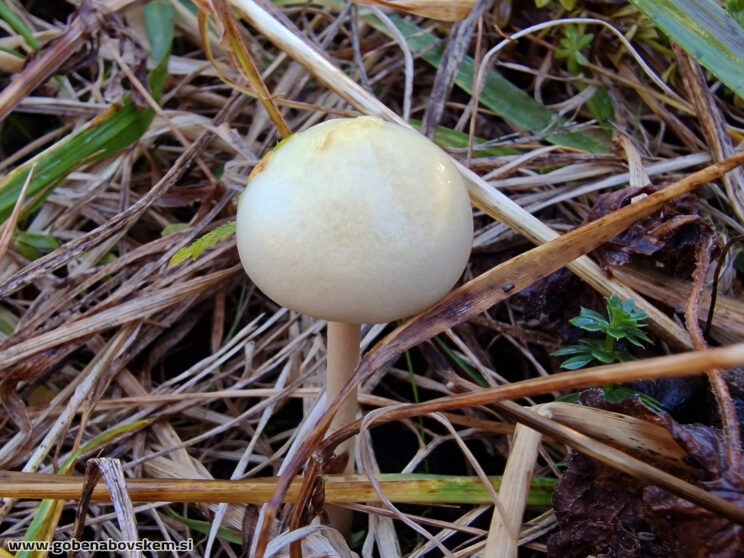 PROTOSTROPHARIA SEMIGLOBATA2