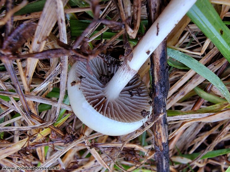 PROTOSTROPHARIA SEMIGLOBATA4