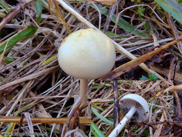 PROTOSTROPHARIA SEMIGLOBATA6