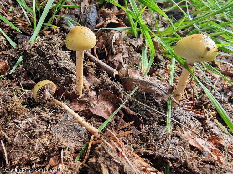 Protostropharia semiglobata
