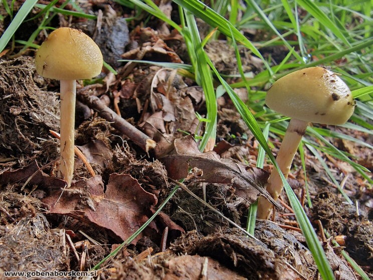 Protostropharia semiglobata2