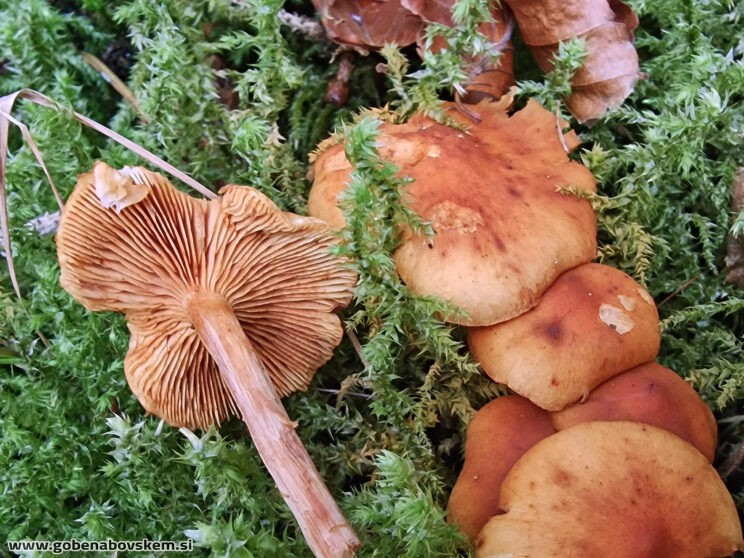 GYMNOPILUS PENETRANS2