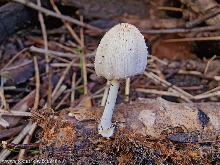 COPRINELLUS XANTHOTHRIX