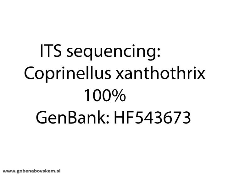COPRINELLUS XANTHOTHRIX2