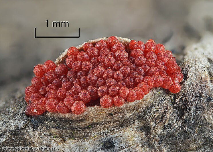 2025 01 30 NECTRIA MOJA POP