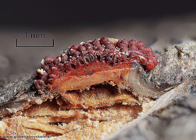 2025 01 30 NECTRIA MOJA SUHA ZRAK