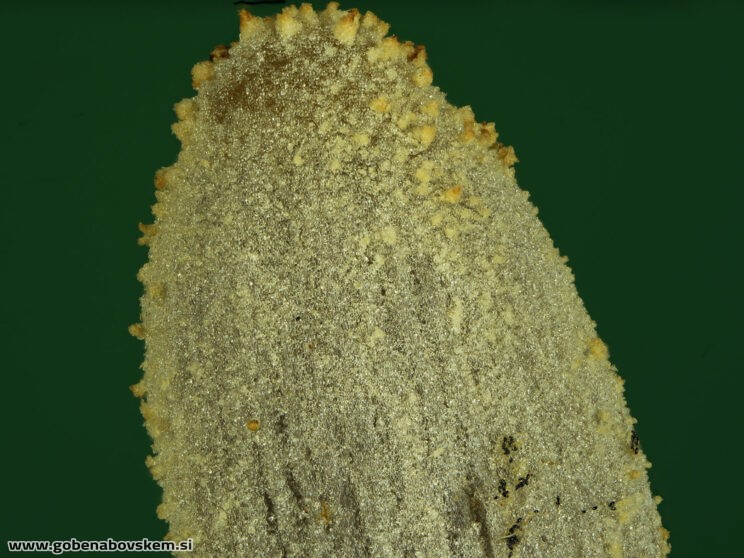 COPRINOPSIS CORDISPORUS