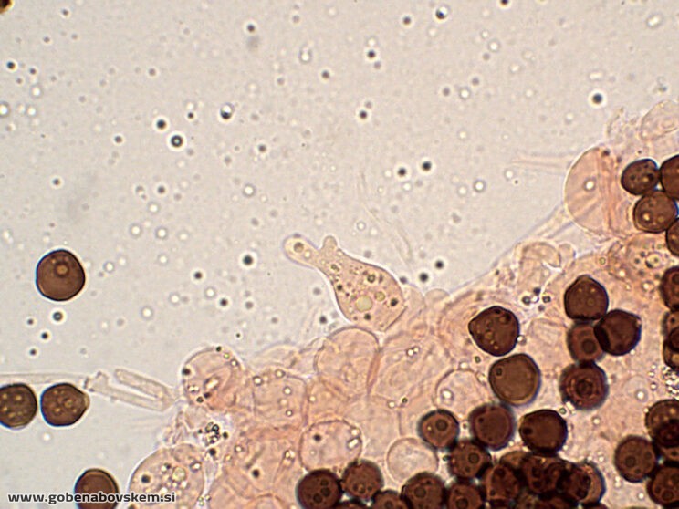 COPRINOPSIS CORDISPORUS CHEILO10