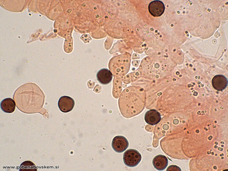 COPRINOPSIS CORDISPORUS CHEILO5