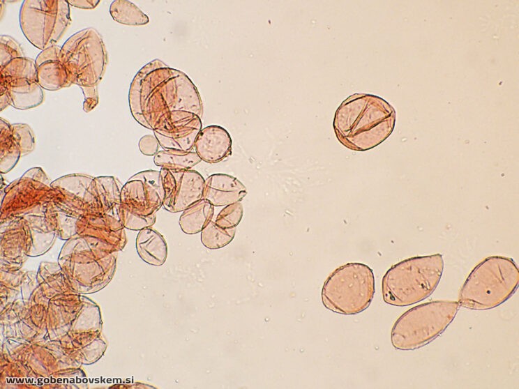 COPRINOPSIS CORDISPORUS PP4.