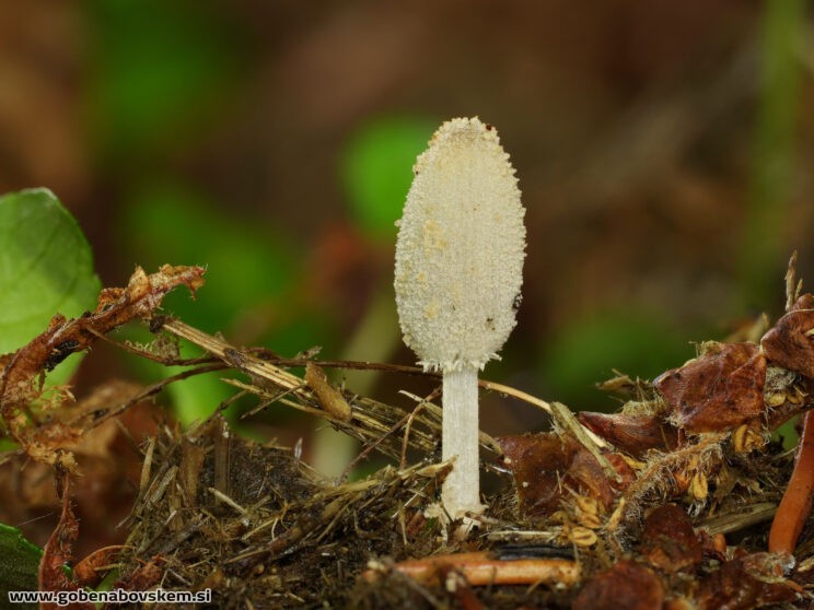 COPRINOPSIS CORDISPORUS3