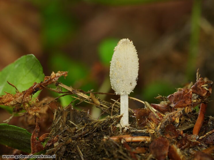 COPRINOPSIS CORDISPORUS4