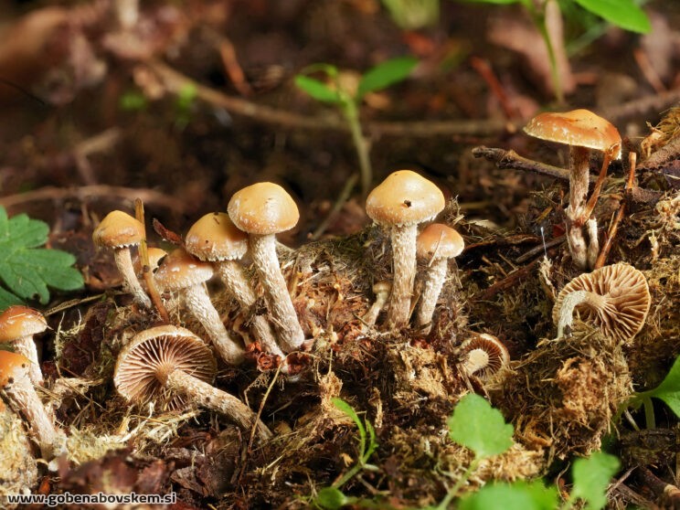 DECONICA CROBULA